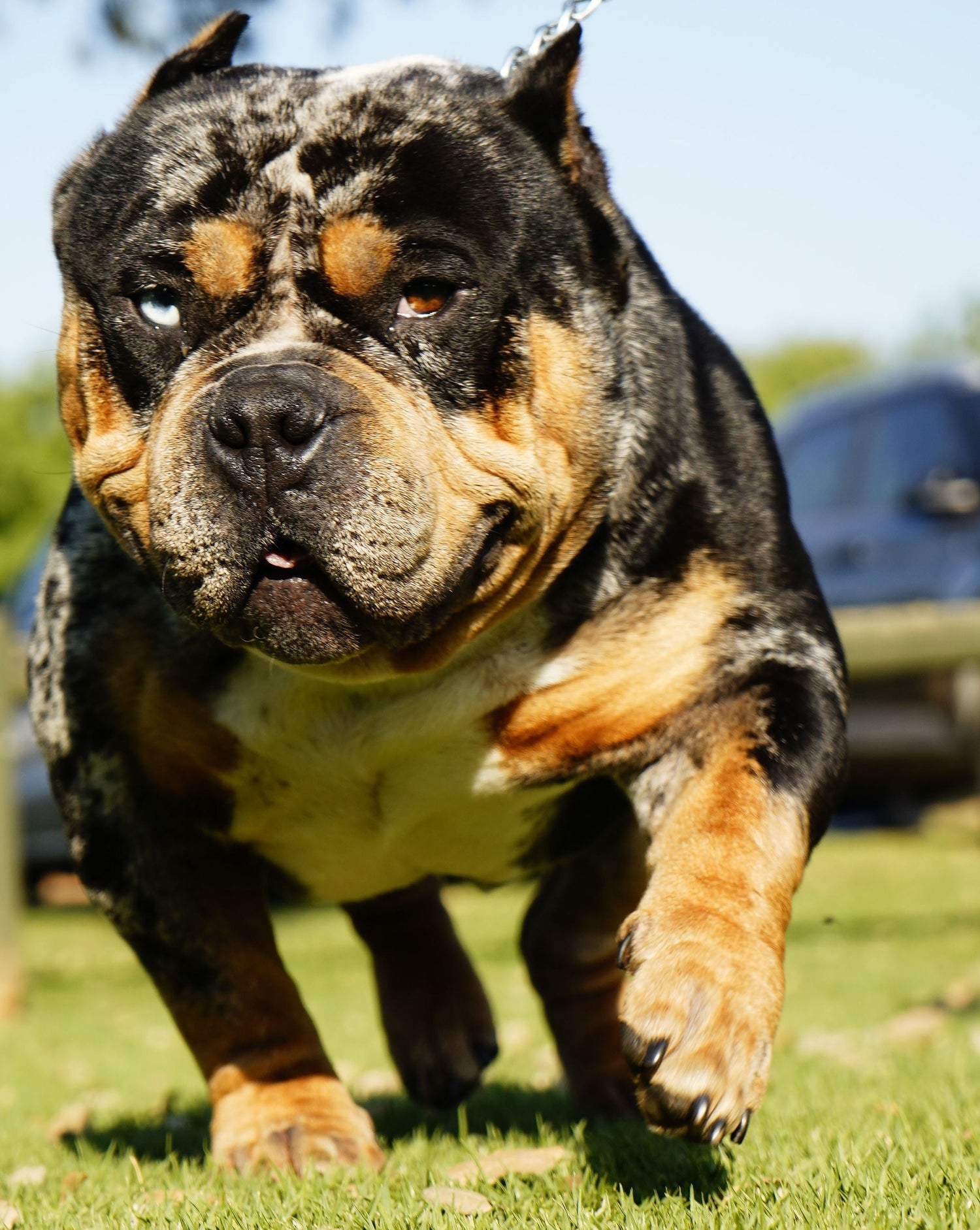 Essential Tips for Keeping Your Dog Healthy and Active