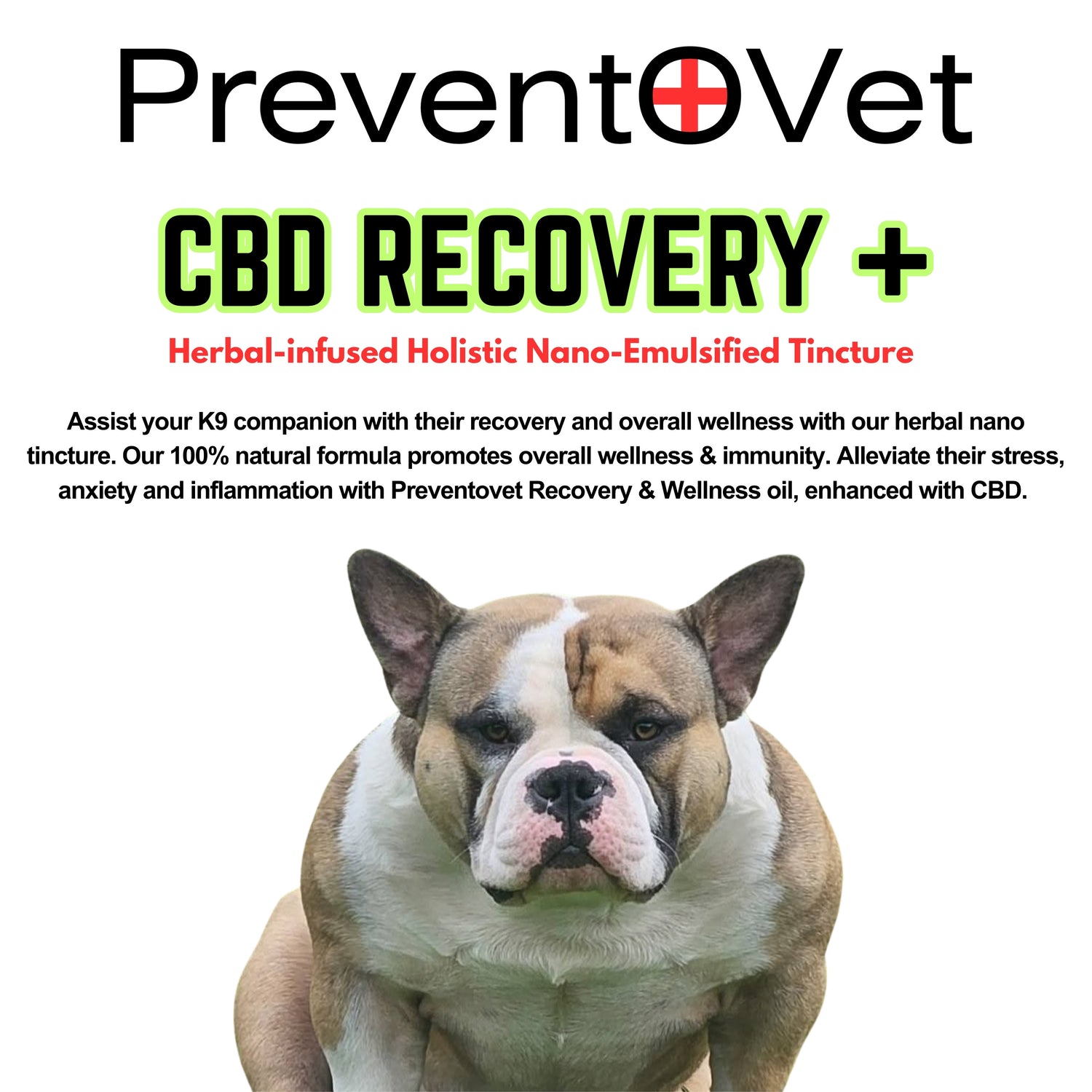 Prevento Vet CBD Recovery + Herbal Nano Tincture (30ml)